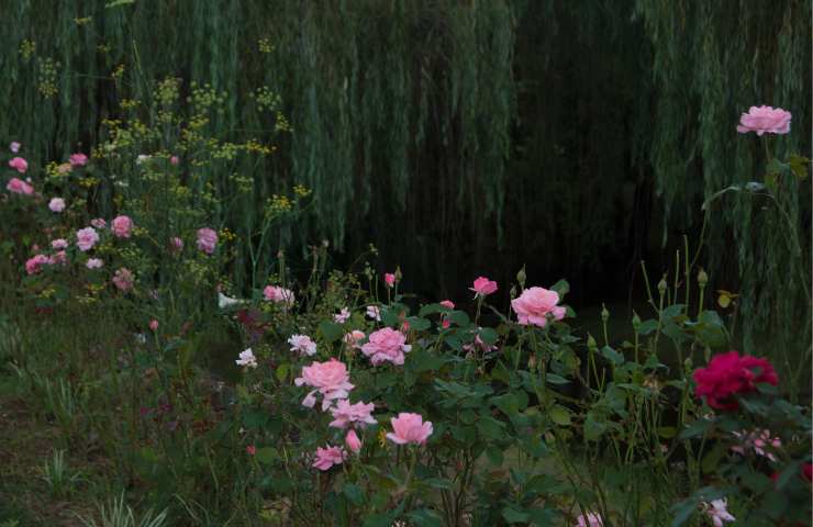 Roses in the garden, how to plant, water and prune them
