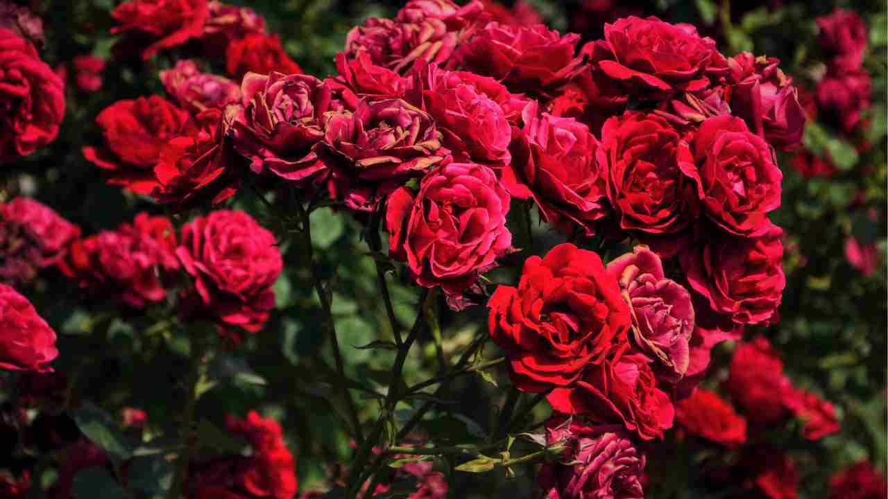 Rose in giardino come piantarle, innaffiarle e potarle