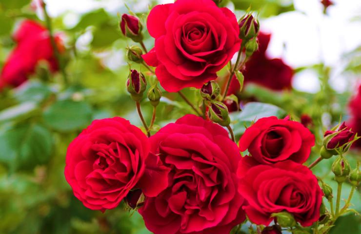Rose rosse in giardino