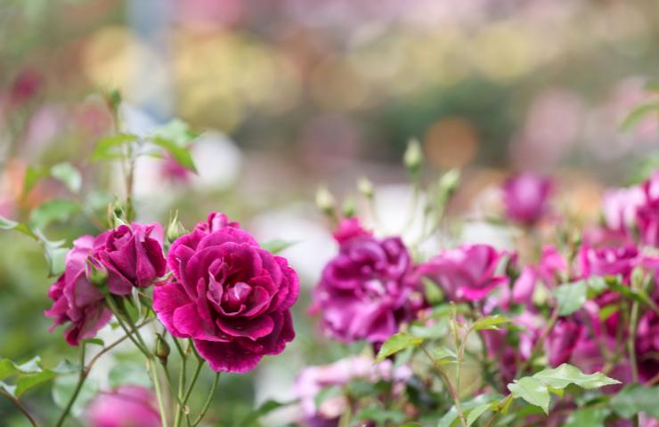 Rose in giardino come piantarle, innaffiarle e potarle