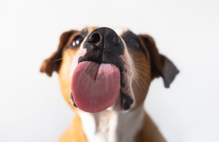 Un cane dalla lingua di fuori
