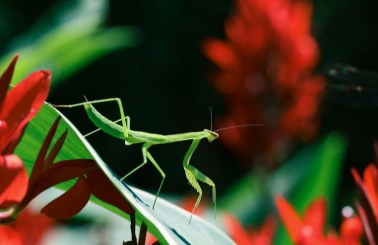 Una mantide poggiata su una foglia