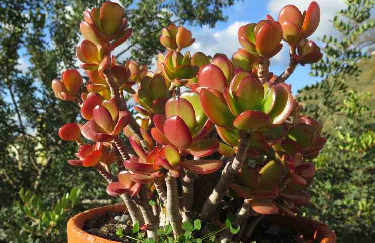 albero di giada foglie rosse autunnali