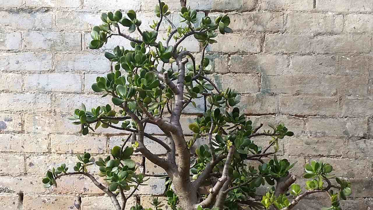 albero di giada foglie verdi