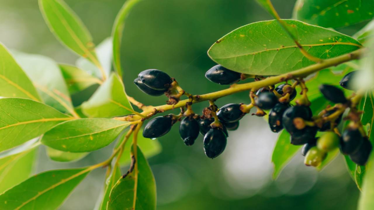 bacche di allora a cosa servono