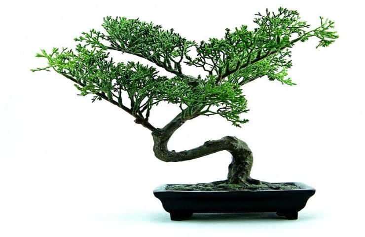 Coltivare un bonsai in casa