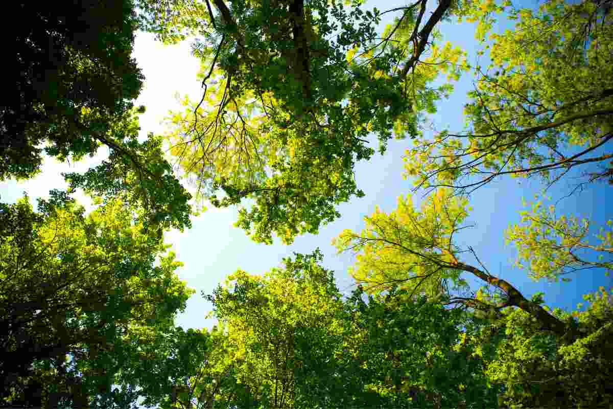 chiome alberi viste dal basso