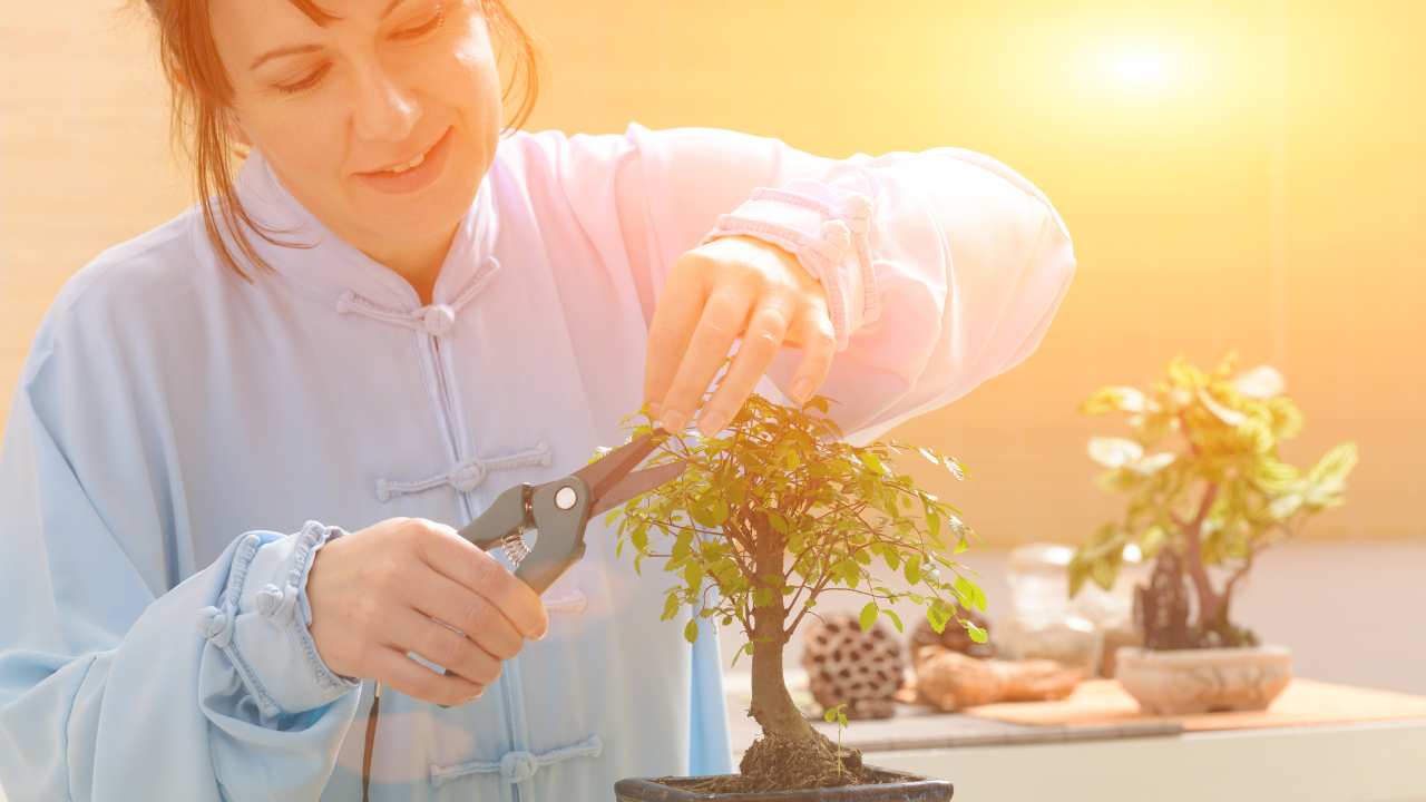 Coltivare un bonsai in casa