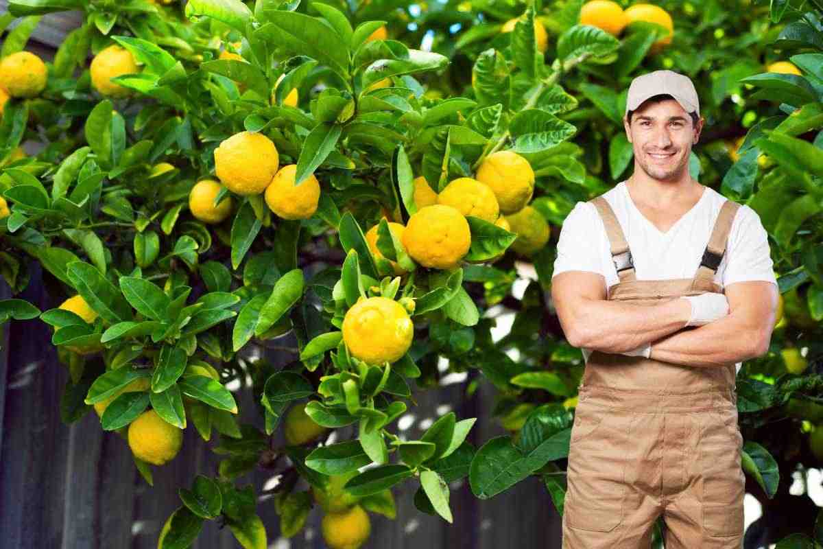 contadino con piante di limoni