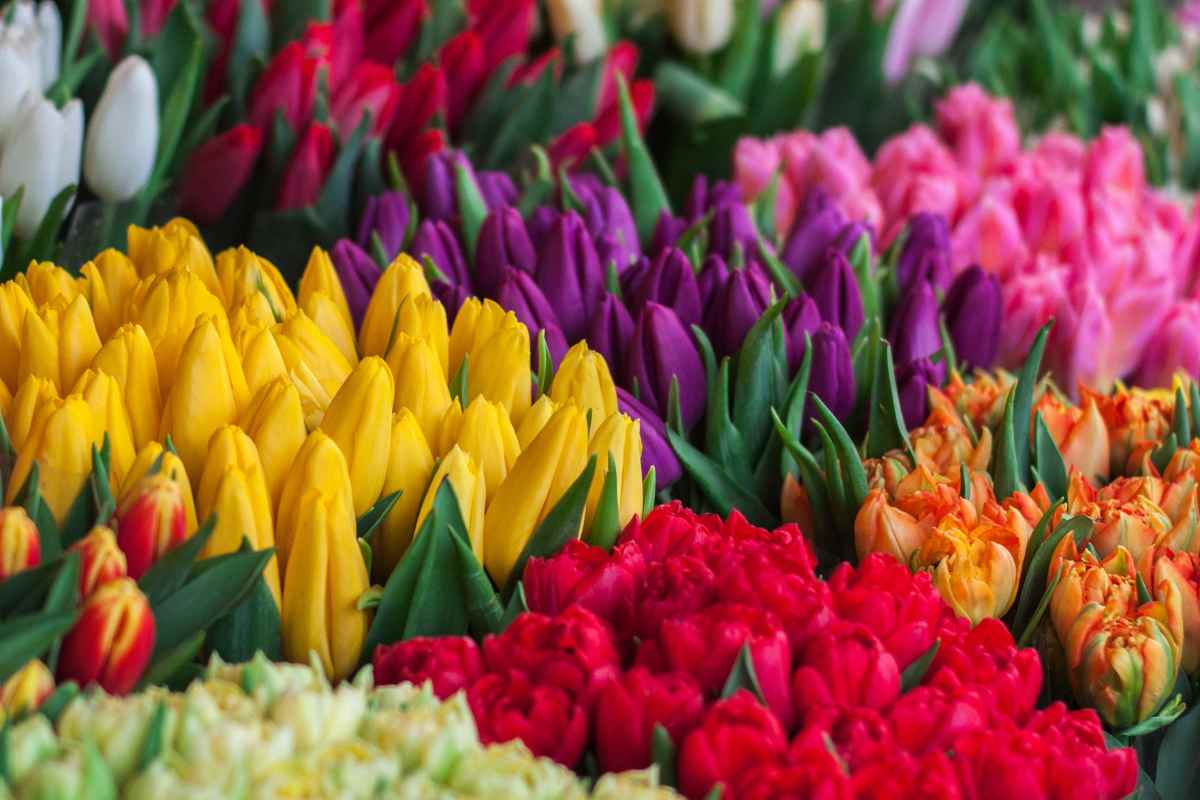 tulipani colorati al mercato