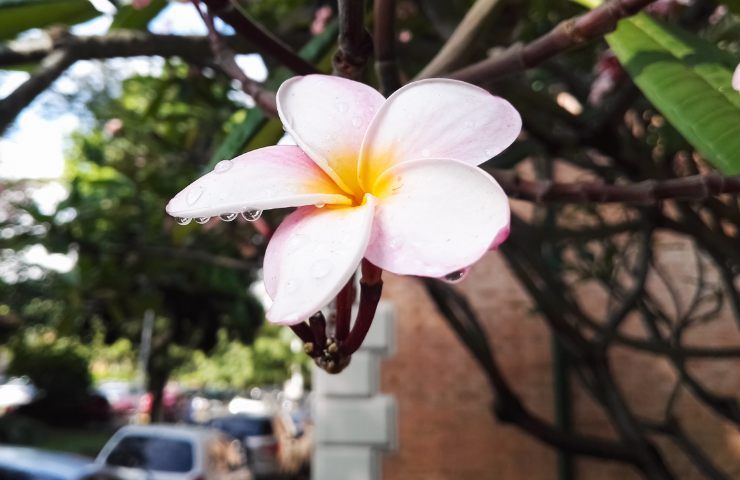 flowers of plumaria frangipani