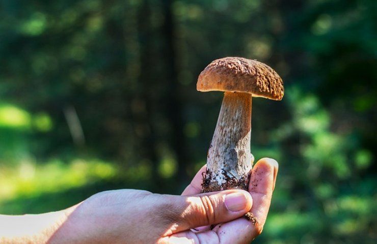 Funghi porcini