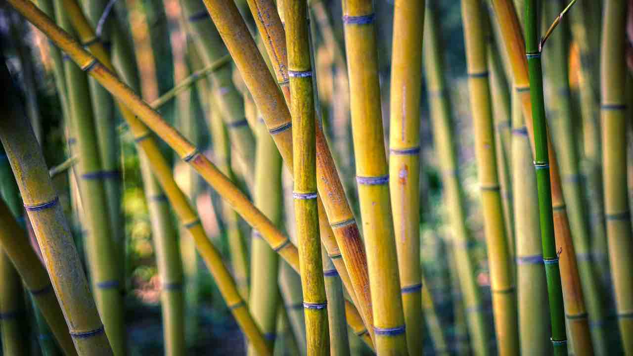 labirinto bambù italia