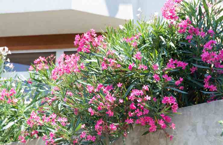 oleander plant how to grow it