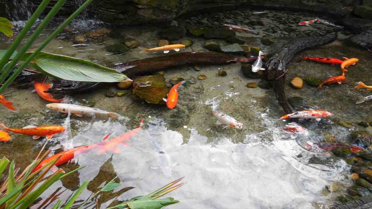 Pesce Rosso: quanto può vivere fuori dall'acqua