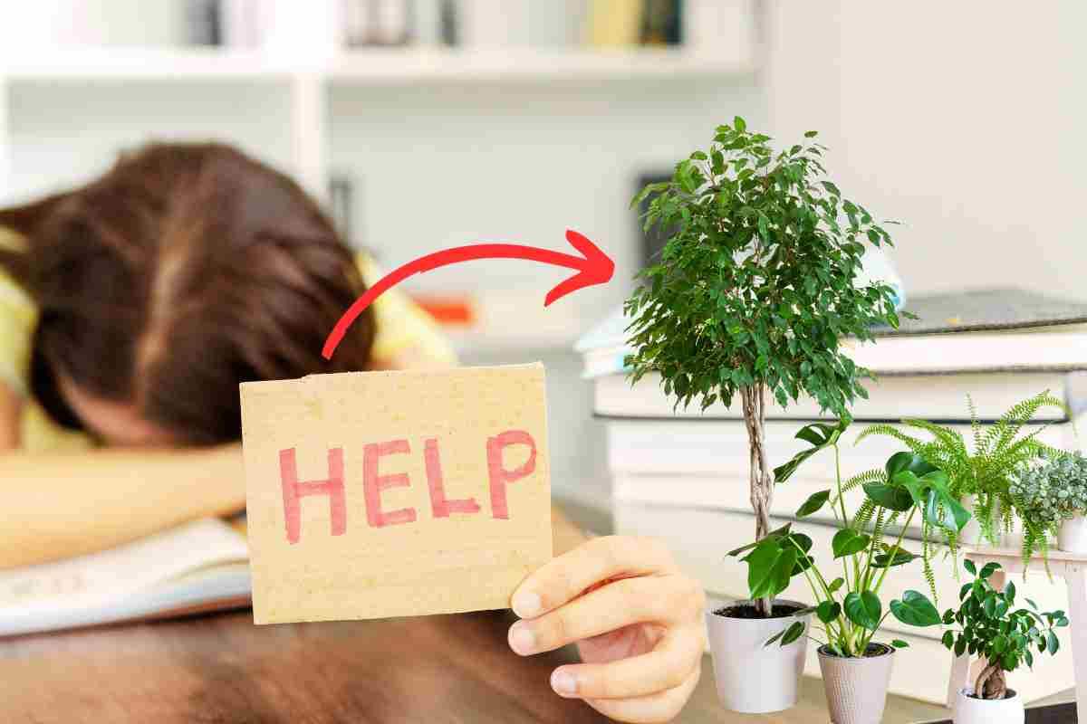 Le piante che riducono ansia e stress