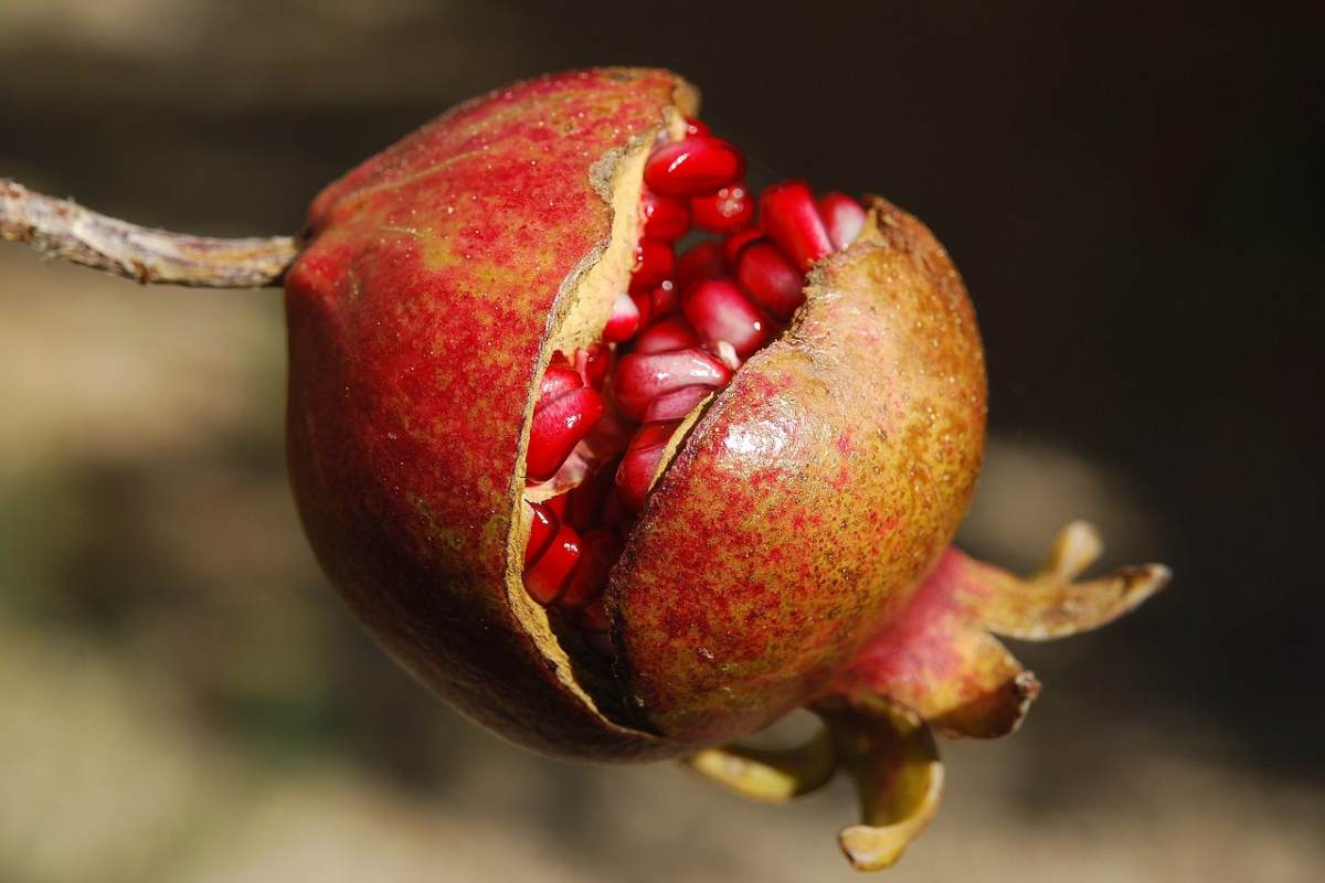 Frutto maturo di melograno