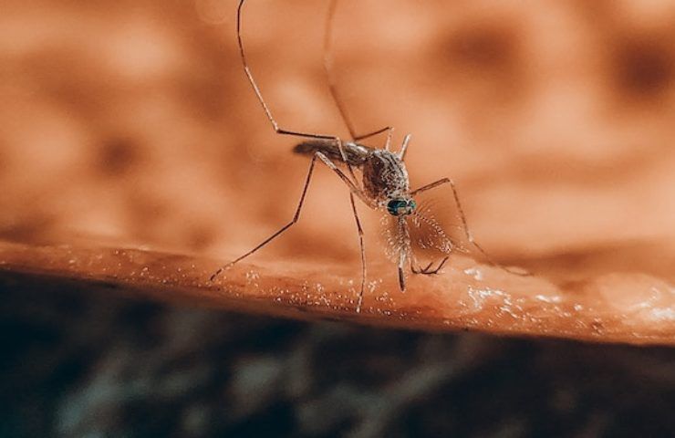 Le zanzare non lasciano in pace gli italiani