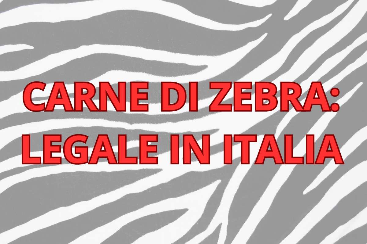Carne di zebra legale in Italia