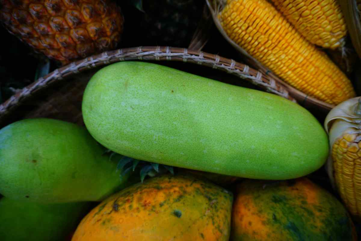 Dalla coltivazione alla maturazione del melone invernale