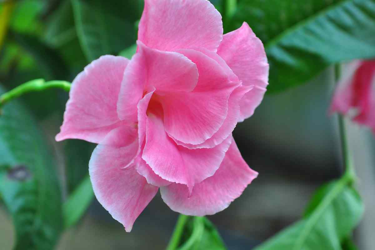 Dipladenia sul balcone anche d'inverno
