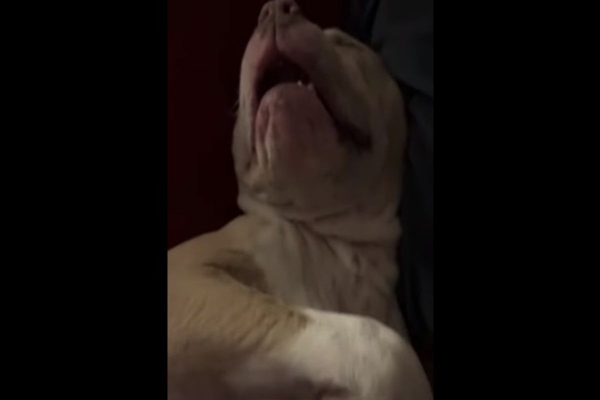 La reazione di un cane dopo tanto dolore