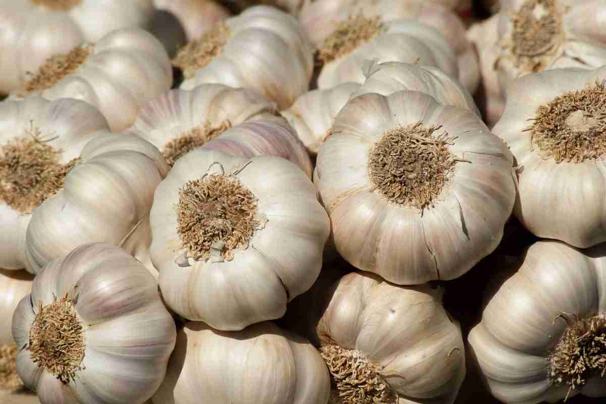 L'aglio come medicina popolare