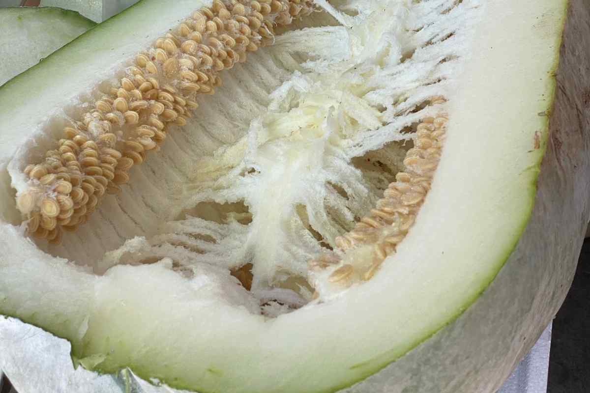 Le caratteristiche del melone invernale