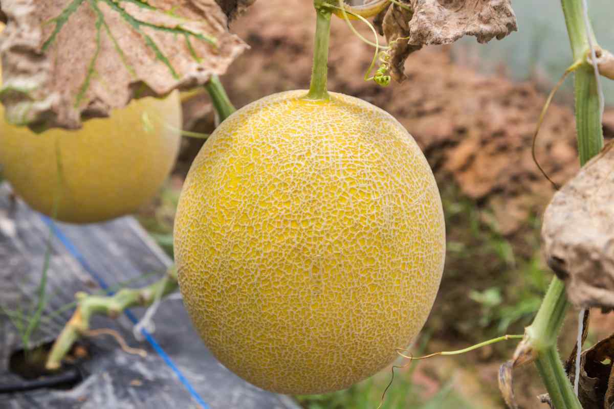 Le varietà di melone invernale