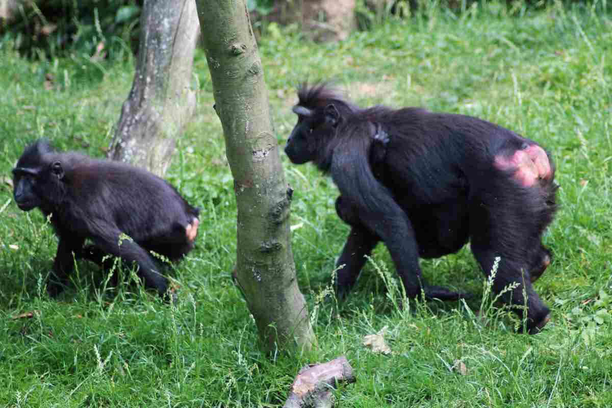 Macaca Nigra