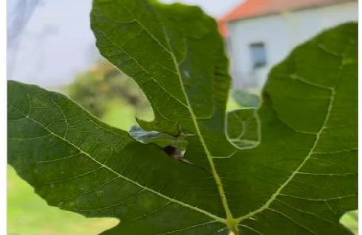 Fiori e foglie croccanti,