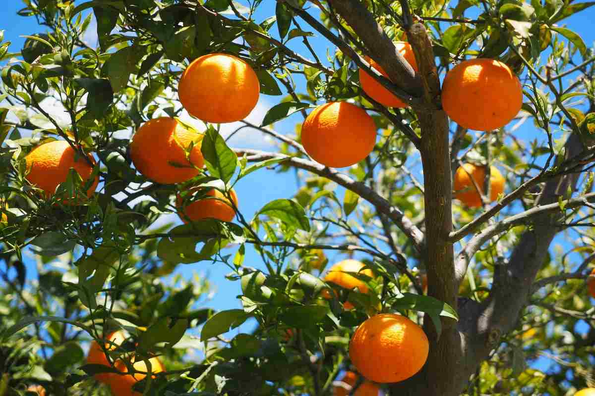 albero di mandarini 