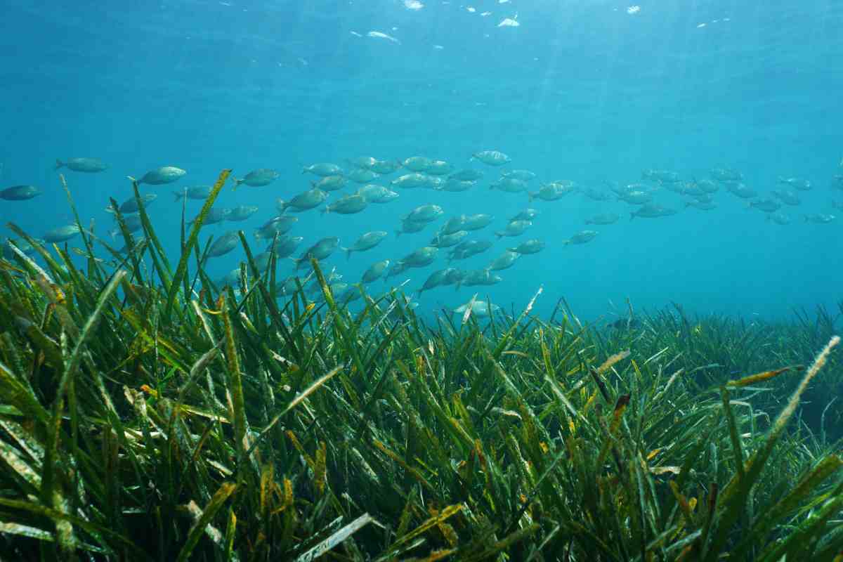 Dove si trova la Posidonia in Italia