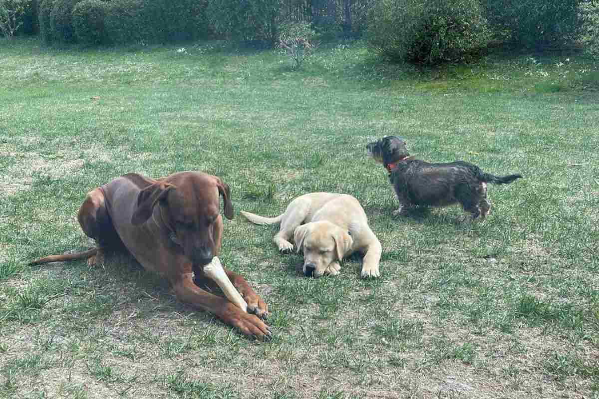I tre cani di Antonella Clerici