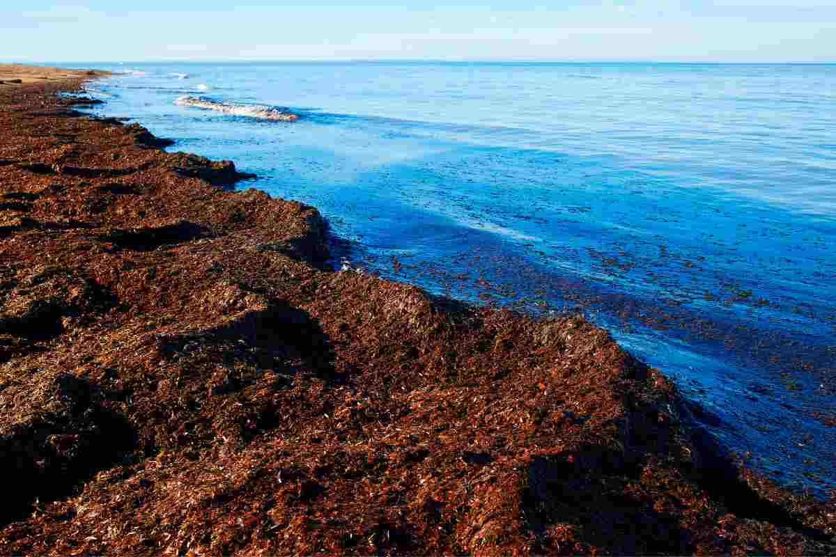 Perché la Posidonia non è un'alga?