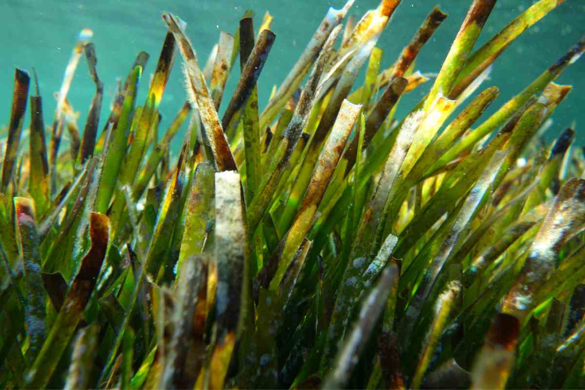 posidonia