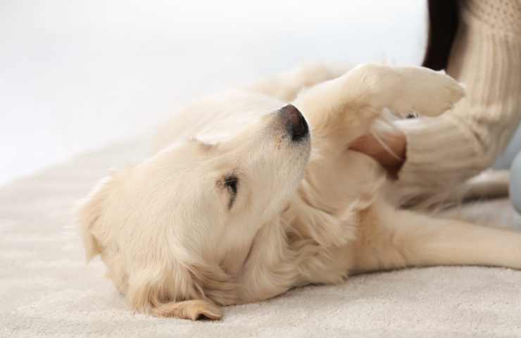 cane posizione strana