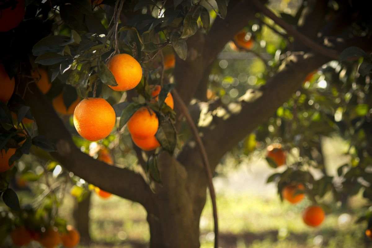 Albero di arance