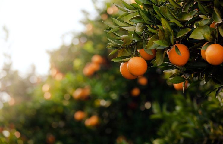 Coltivazione delle arance