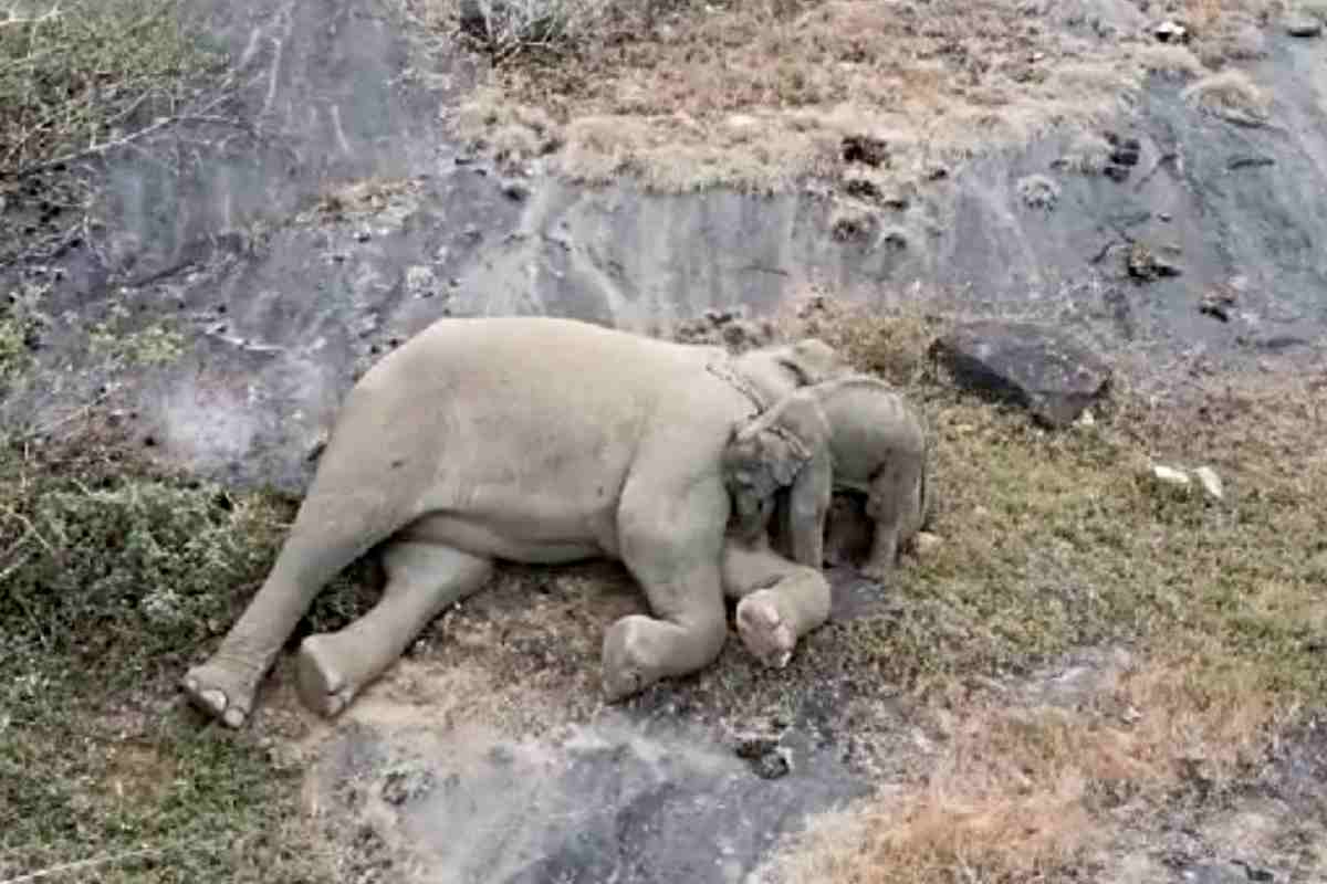 Elefantessa abbraccia cucciolo