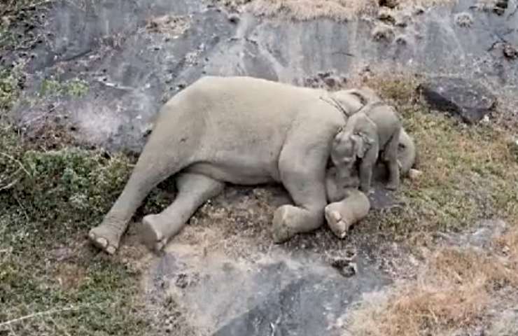 Elefanti abbracciati