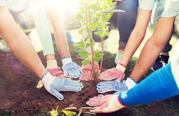 Piantumazione di alberi