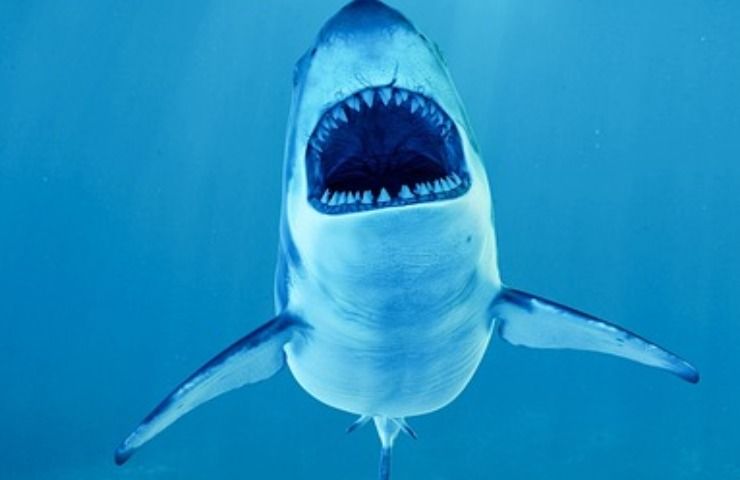 Perché gli squali attaccano l'uomo