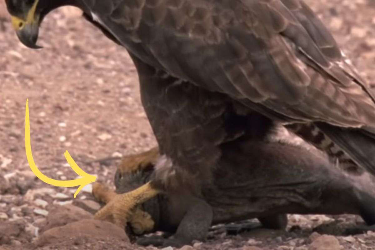 Tecnica di caccia di un falco