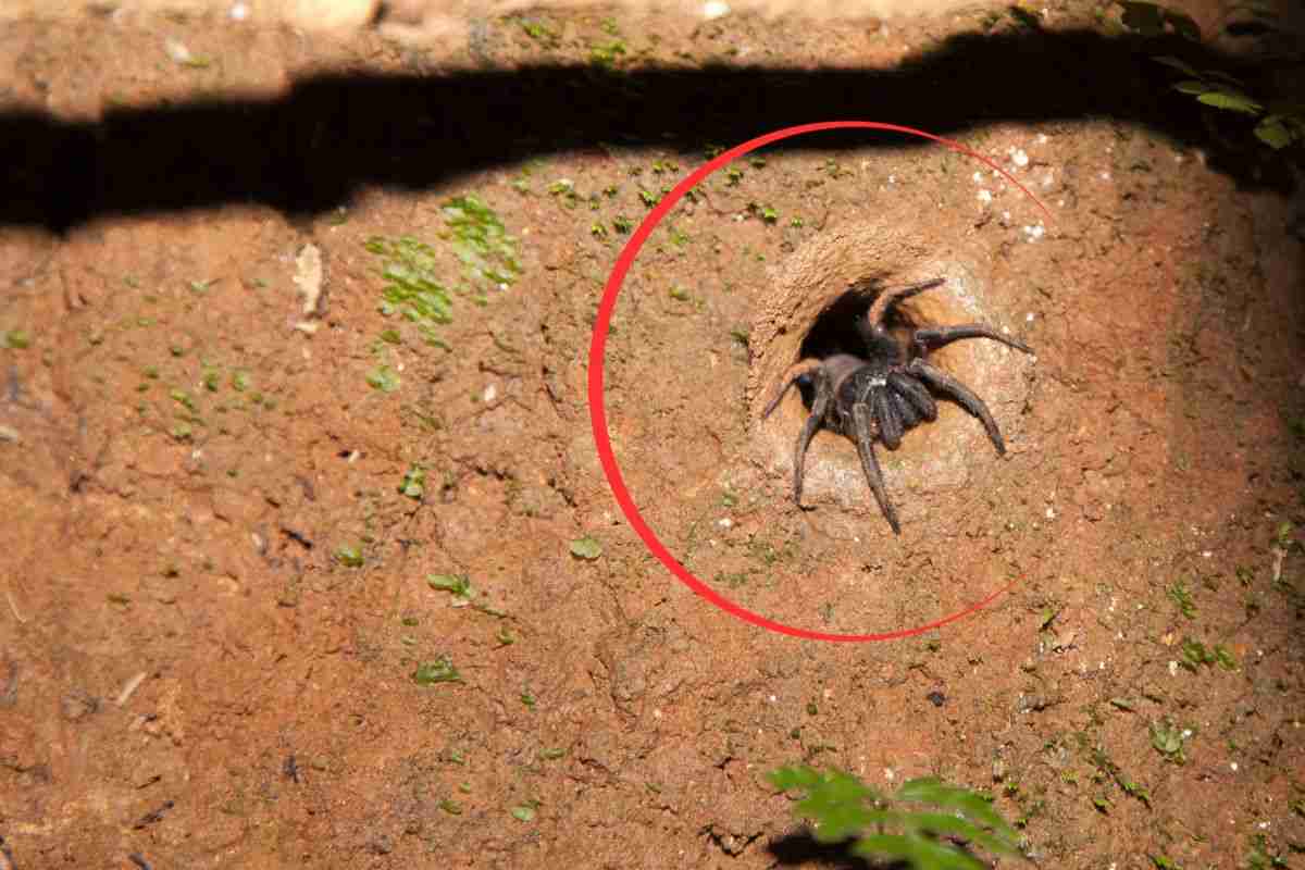 Un ragno esce dalla sua tana