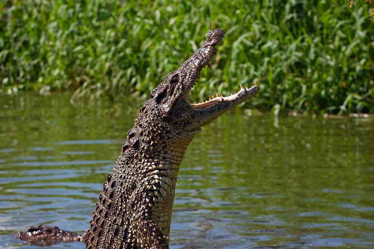 sopravvivere attacco coccodrillo