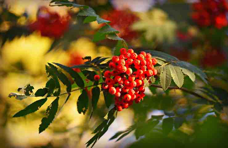 sorbo albero nuovo anno