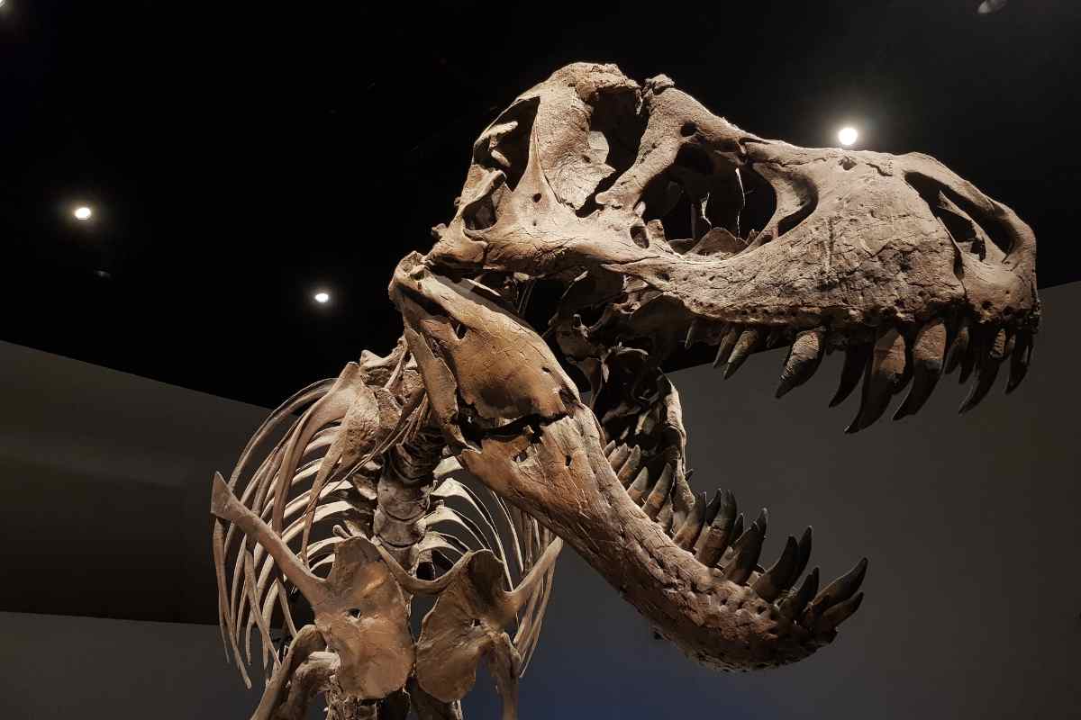 scheletro di un t-rex