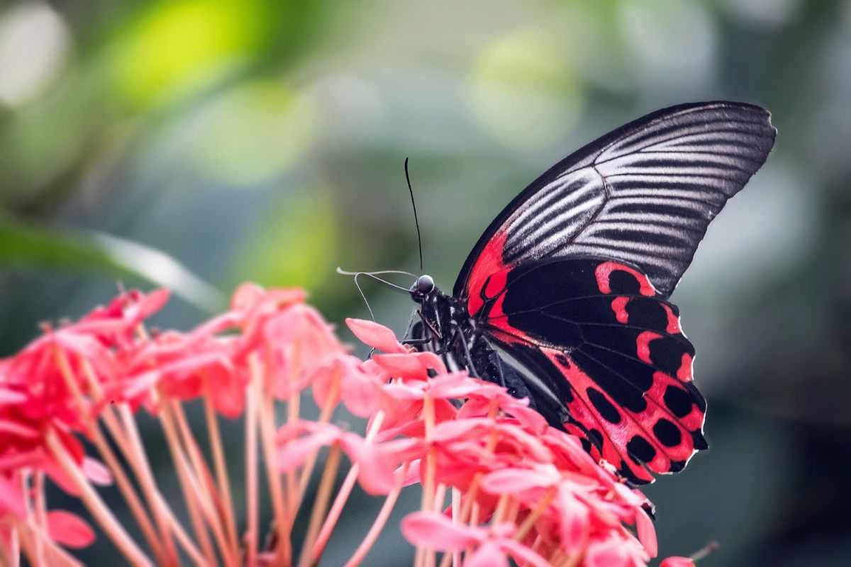 Farfalla adagiata su un fiore