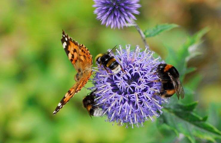 Insetti impollinatori si un fiore